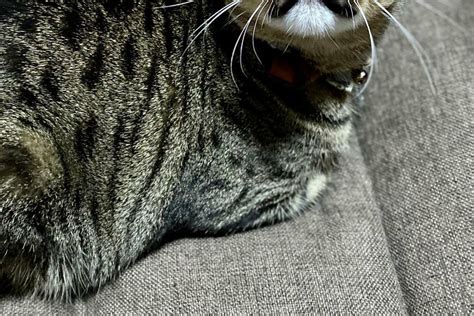 「お仕事にゃの？（泣）」元保護猫さんの  .